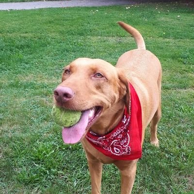 Profile Picture of Jeff Ramsay (@Jefframsay604) on Twitter