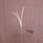 Profile Picture of Khan sahab (@stuart_khan_88) on Instagram