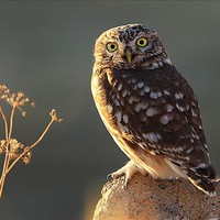 Profile Picture of Max Jiang (@max-jiang-1) on Quora