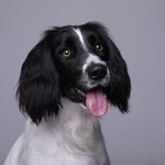 Profile Picture of 𝕁𝕖𝕤𝕤𝕚𝕖🐾 (@jessie__the__springer) on Instagram