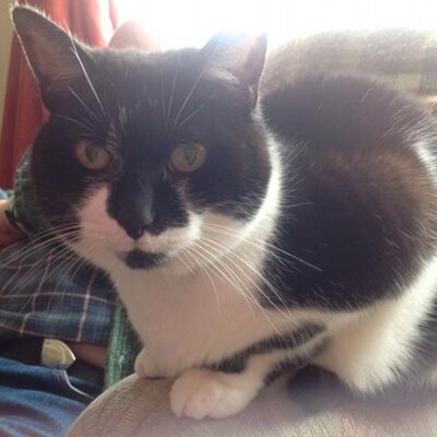 Profile Picture of Andrea Potts (@Anycakeleft) on Twitter