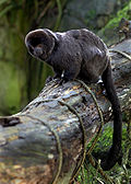 Profile Picture of Goeldi's marmoseton Wikipedia