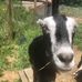 Profile Picture of Amy Nash (Old Toby Farm) (@amy.nash.520357) on Facebook