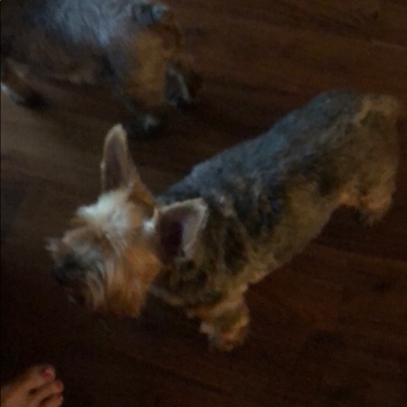 Profile Picture of Terry Craig (@tarebear57) on Poshmark