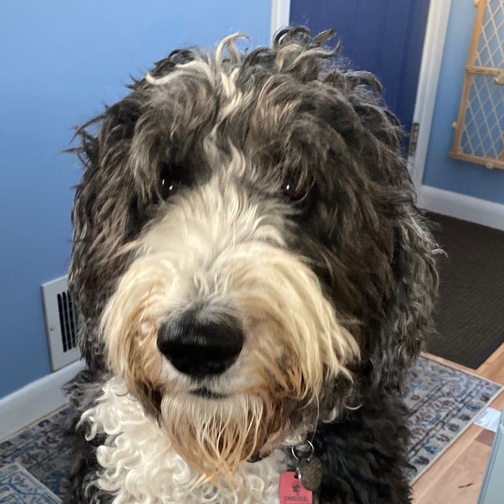 Profile Picture of Bill Blatt (@2doods) on Tiktok