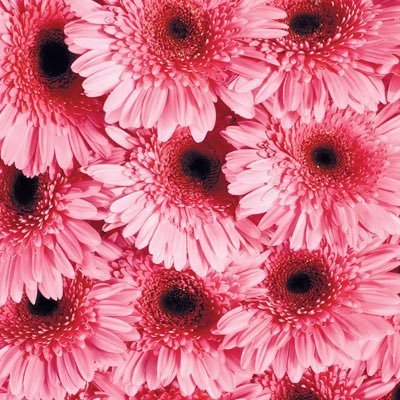 Profile Picture of Lynne Hollywood (@amberalex2007) on Twitter