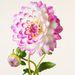 Profile Picture of Julie Durham [Bryan, Richard ES] (@durhajl) on Pinterest