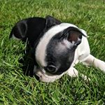 Profile Picture of Simon Cornelius Von Pugg (@simoncorneliusvonpugg) on Instagram