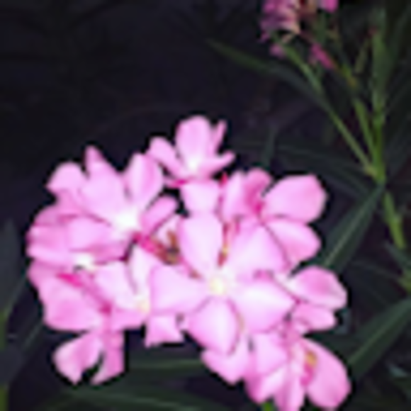 Profile Picture of Ruby Farrell (@rubyfarrell660) on Poshmark