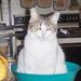 Profile Picture of Carla Chilson (@jchilso) on Pinterest