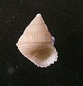 Profile Picture of Seguenzioideaon Wikipedia