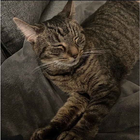 Profile Picture of Joshua Sibley (@soshyy) on Poshmark