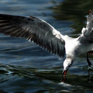 Profile Picture of Ken Merchant (@274732544) on Myspace