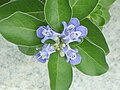 Profile Picture of Vitex rotundifoliaon Wikipedia