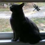 Profile Picture of Claudia Ambrozy Misuraca (@claudia237) on Instagram