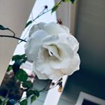 Profile Picture of Colin Brooks (@brook_pics_) on Instagram