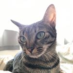 Profile Picture of Ricky Chow (@cycchow) on Instagram