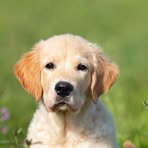 Profile Picture of Nala Retrie (@Nala-Retrie) on Facebook