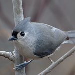 Profile Picture of Piper Smith (@lovelydovekie) on Flickr