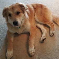 Dan Newcomb - Twitter Profile Picture of Dan Newcomb (@MyPupZeus) on Twitter