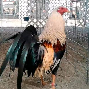 Profile Picture of jackpike336 (@jackpike336) on Tiktok