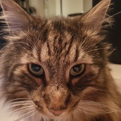 Profile Picture of Alexander Feld (@bbqalex75) on Twitter