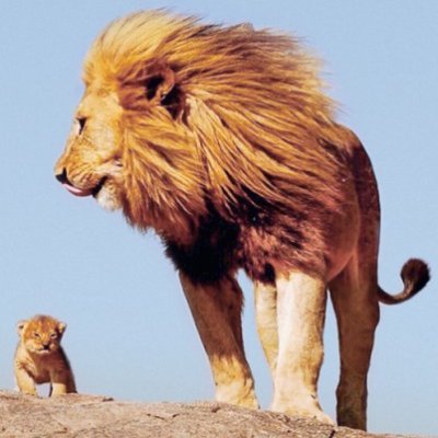 Profile Picture of Mario Valerio Chimal (@ValerioChimal) on Twitter