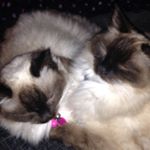 Profile Picture of Linda Harlow (@linda.harlow.5203) on Instagram