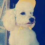Profile Picture of jimmy_dog_page (@jimmy_dog_page) on Instagram