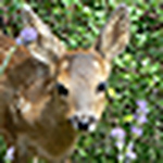 Profile Picture of anne brummer (@Harper Asprey Wildlife Rescue) on Flickr