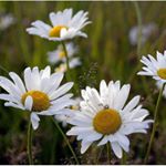 Profile Picture of Colinda Rockdove (@colinda_rockd) on Instagram