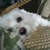 Profile Picture of Shelly Peterson #NFB (@shelly_peterson) on Twitter