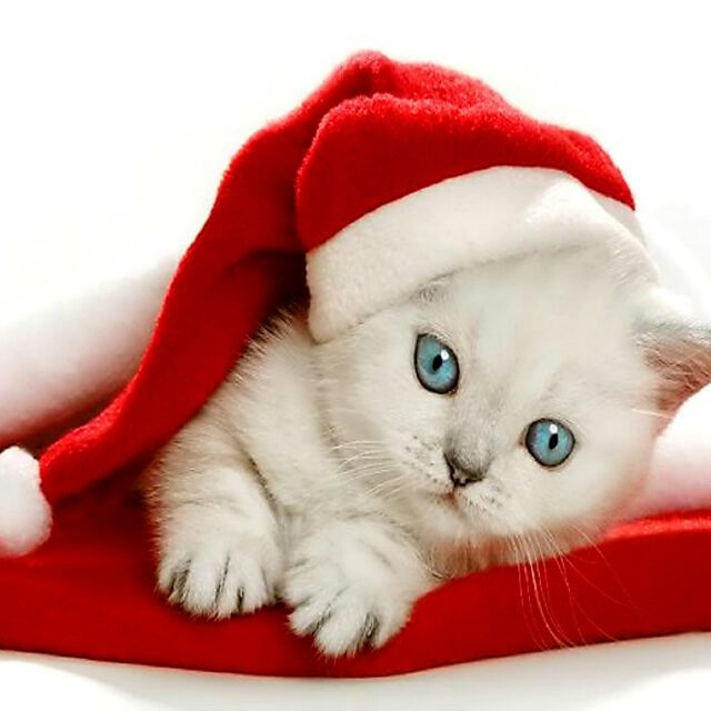 Profile Picture of biancadupuis (@biancadupuis) on Tiktok