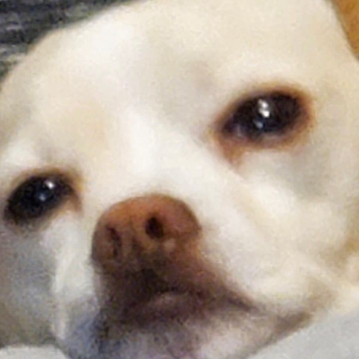 Profile Picture of I love Bruce hobb!!! (@nugget.the.doggo) on Tiktok