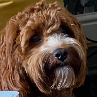 Profile Picture of Jim Oakes (@jiannina) on Twitter