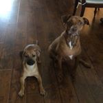 Profile Picture of Rex & Jackson (@rexandjackson2345) on Instagram