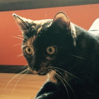 Profile Picture of Steve Gerstner (@SteveHere5) on Twitter