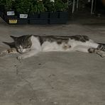 Profile Picture of Abraham Almaguer (@Abraham-Almaguer) on Facebook