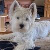 Profile Picture of Andre Savard (@andre.savard0) on Tiktok