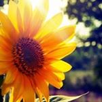 Profile Picture of Nargis Karimi (@marjila.karimi) on Instagram