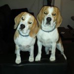 Profile Picture of Hari&Gloria (@hari_gloria_beagles) on Instagram