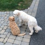 Profile Picture of Brady Field (@sonny_scout.field) on Instagram