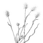 Profile Picture of Mary Crabtree Botanical Artist (@mcrabtree5) on Instagram