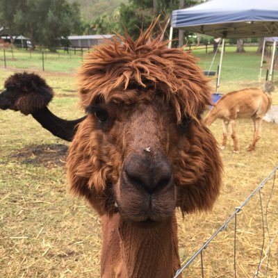 Profile Picture of Lenny The Wolf (@PaulLeo14128526) on Twitter