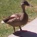 Profile Picture of Duck Lloyd (@duck.lloyd.1) on Facebook