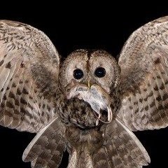Profile Picture of Lelit Huhurez (@LelitHuhurez) on Twitter