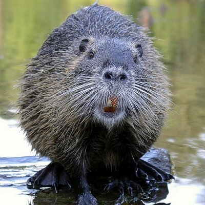 Profile Photo of Salem (@Pat_The_Beaver) on Twitter