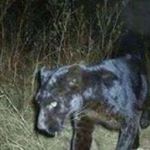 Profile Picture of Tammy Badgett (@badgetttammy) on Instagram