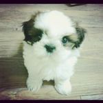 Profile Picture of Ahn Soo Kim (@ahnsookim) on Instagram