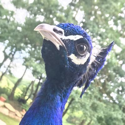 Profile Picture of Michaël Brun (@michaelJeanLois) on Twitter